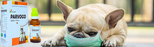 Parvovirus in Dogs