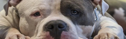 Paws and pawsibilities: can't stress this enough!