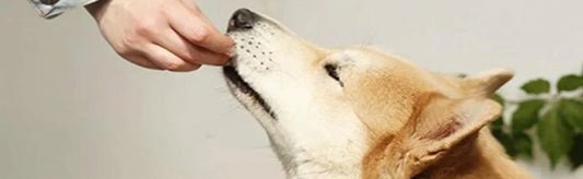 Pet Off Feed: Pentoff Is What You Seek