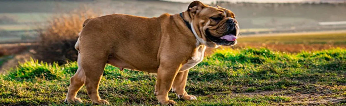 Pinch Of Woof And A Dash Of Paw : Bulldog