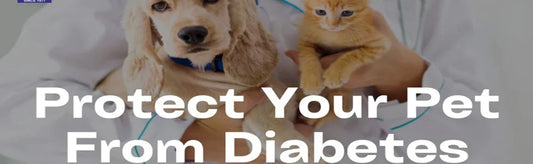 Protect Your Pet From Diabetes