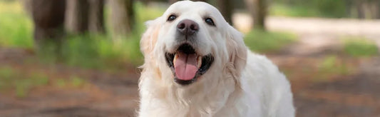 Protect Your Pets From Worms, It’s Easy With Side-Effect-Free Medication