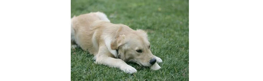 Pyometra- An Infection Of Uterus, A Serious Concern And Homeopathic Remedy For Pets