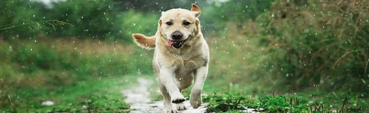 Rainy Days and Shedding Fur: Coping with Dog Hair Shedding in Monsoon