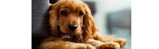 Stronger Immunity Means Longer Life