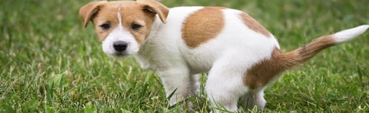 Summer Signals: How to notice if your pet has Diarrhea problems