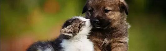 Sunshine Of Pet Health World Health Day