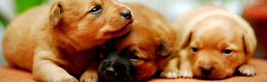 Homeopathy : Osteoarthritis In Dogs