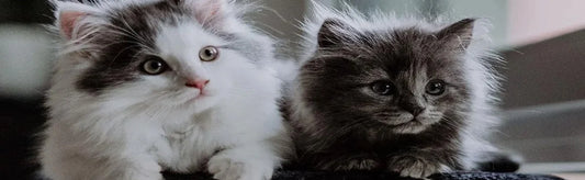The Purr-fect Companions: Best Cat Breeds in India