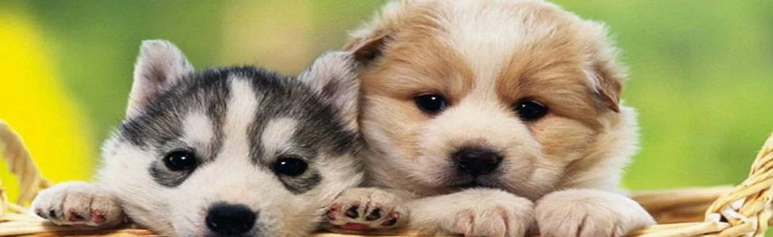 The Urinary Dilemma – FAQ Guide On Cystitis: Symptoms, Diagnosis And Homeopathic Treatment