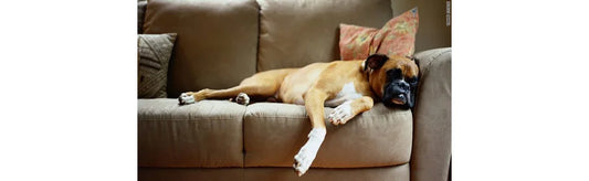 The Importance Of Immunity In Pets