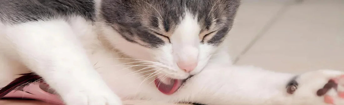 The Storm Of Sepsis – Faqs, Diagnosis And Management Of Sepsis