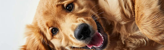 The Urinary Dilemma – FAQ Guide On Cystitis: Symptoms, Diagnosis And Homeopathic Treatment