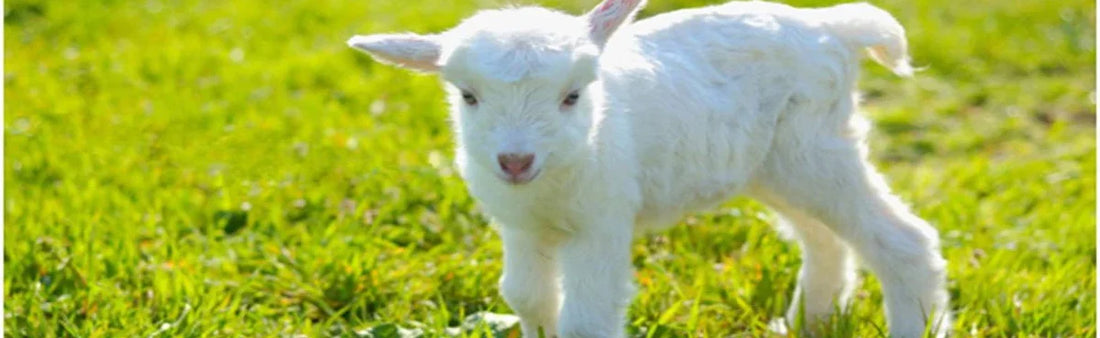 Tiny Teeth and Tender Grass: When Do Baby Goats Embark on Grazing?