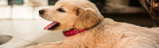 Treatment Protocol of Pyoderma in Dogs