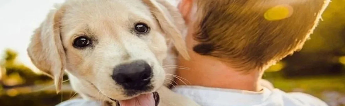 Treatment of Blood in Pet Urine – Cystigo