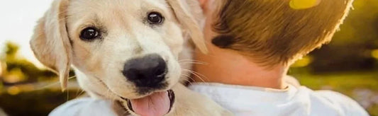 Treatment of Blood in Pet Urine - Cystigo