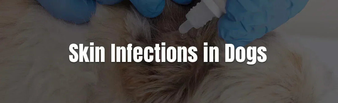 Understand Skin Infections in Dogs Causes and Treatments