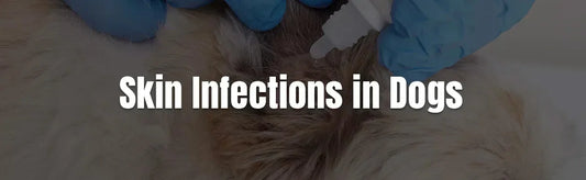 Understand Skin Infections in Dogs Causes and Treatments