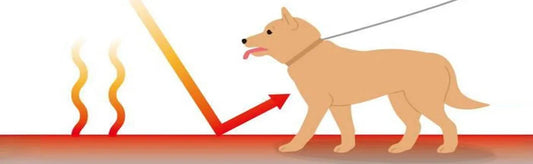 Heat Stress in Pets: Understanding the Risks and Preventive Measures