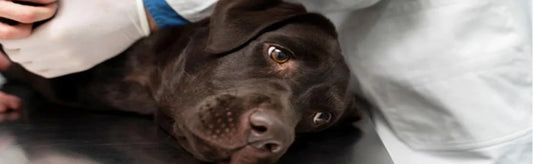 Skin Infections in Dogs