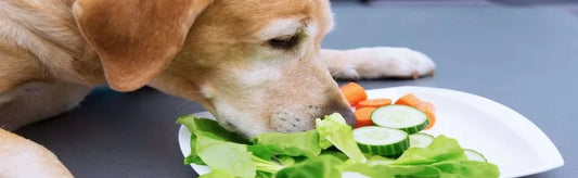 Unveiling the Benefits of Vegetarian Dog Food: A Comprehensive Guide
