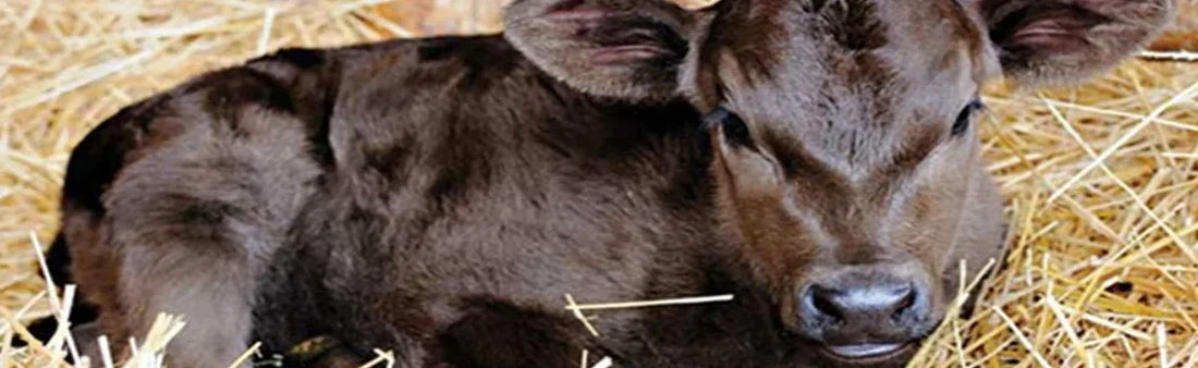 Veterinary Spray - GOHEAL SPRAY: Wound And Burns Taking A U-Turn