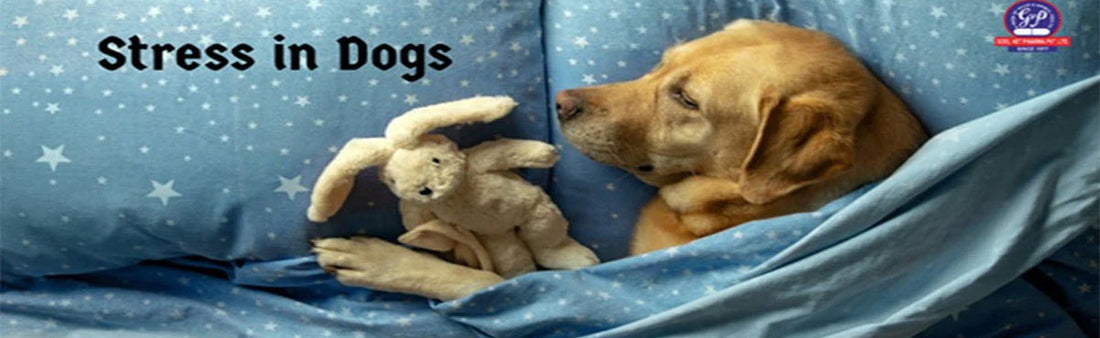 Warm Hearts, Calm Paws: Strategies for Easing Winter Stress in Dogs | STRESSZA for PETS