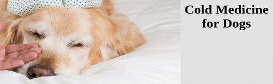Winter Blues, Barky Coughs: Easing Discomfort with Cold Medicine for Dogs | Me & My COUGH & COLD