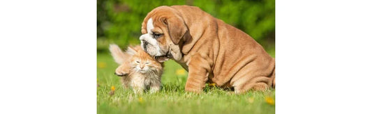 World Homeopathy Awareness Week 2021 – Homeopathy The Roadmap For Integrative Medicine