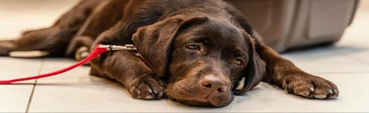 Worms in Dogs: Causes, Symptoms, and Treatment