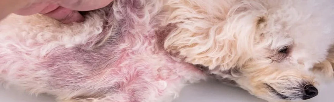 Yeast Infection in Dogs: Causes, Symptoms, and Treatment Options