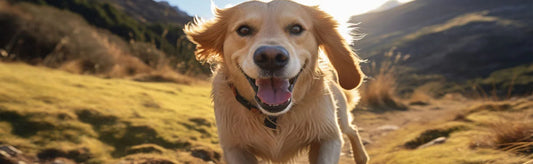 Allergies to Hip Dysplasia: Common Challenges in Golden Retrievers