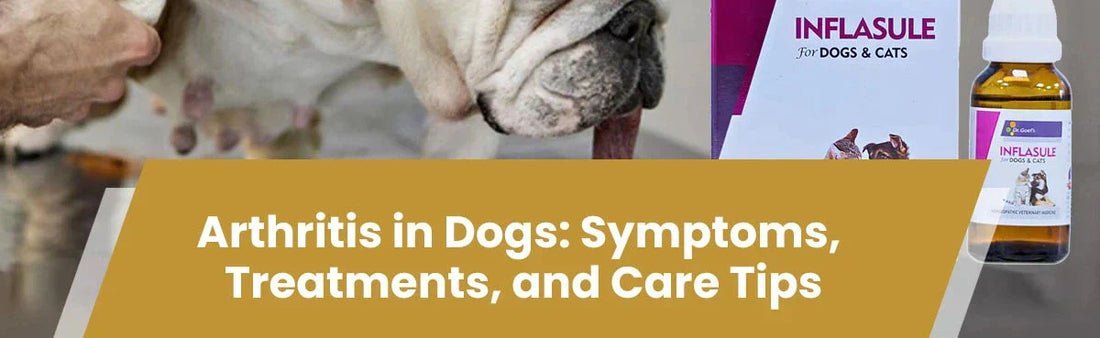 Arthritis in Dogs: Symptoms, Treatments, and Care Tips