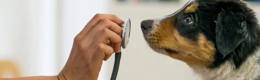Preparing Your Pet for a Virtual Veterinary Consultation: Tips for a Smooth Experience
