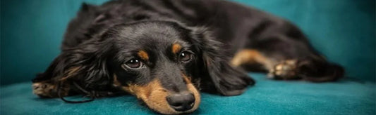 BEAT THE HEAT: SUMMER STRESS AND STRESSZA