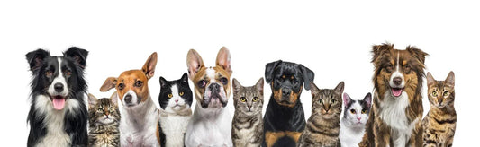 immunova for Dogs and Cats