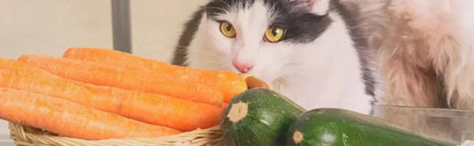 Holistic Healing for Pets: The Power of Natural Supplements for Skin Health