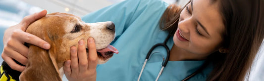world veterinary day