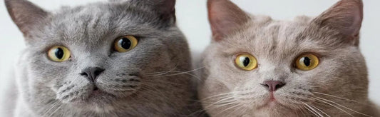 From Orange to Gold A Comprehensive Guide to British Shorthair Cat Colors