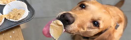 The Ultimate Guide: Can Dogs Eat Peanuts and Peanut Butter?