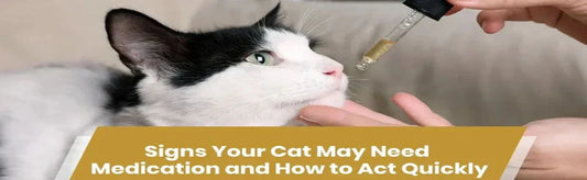 Signs Your Cat May Need Medication and How to Act Quickly