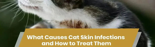 Cat-Skin-Infections