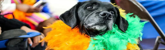 Celebrating a Pet-Friendly Holi