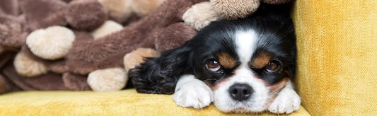 Decoding Dog Cold Symptoms: Recognizing and Responding to Cold Symptoms in Dogs