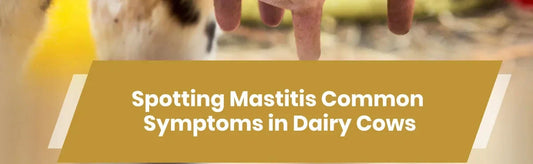 Spotting Mastitis Common Symptoms in Dairy Cows