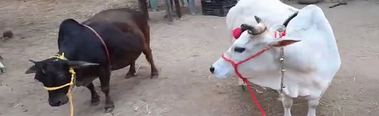 Breed Breakdown: Different Types of Breeds of Cows for Different Purposes