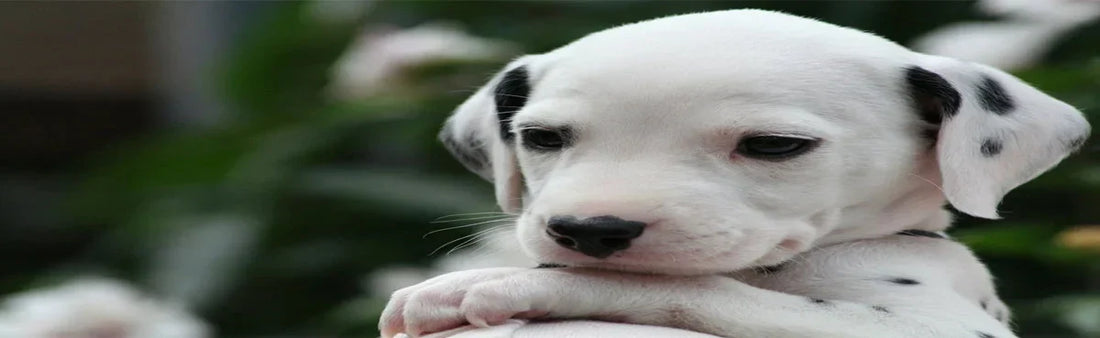 Canine Distemper FAQs