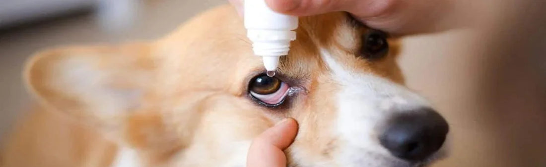 Clearing the Fog: Understanding and Treating Dog Eye Infections