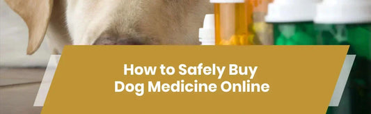 How to Safely Buy Dog Medicine Online